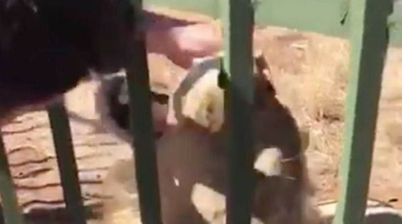 Πέρασε το λιοντάρι για κατοικίδιο και πήγε να το χαϊδέψει – Δείτε τι έπαθε (βίντεο)